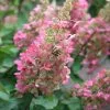 Hydrangea Paniculata Pinky-Winky ('Dvppinky') (PBR) | 2L Pot -Perennial Plants Sales Store PL30002119 396e