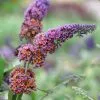 Buddleja × Weyeriana Bicolor | 2L Pot 1 Buddleja × Weyeriana Bicolor | 2L Pot -Perennial Plants Sales Store PL30002121 4838