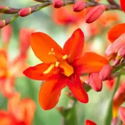 Crocosmia Masoniorum | 2L Pot