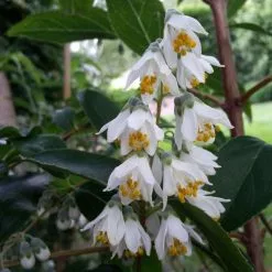 Deutzia Pulchra | 2L Pot