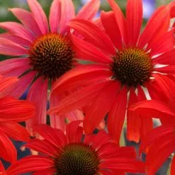 Echinacea Tomato Soup (PBR) | 2 Litre Pot