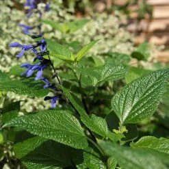 Salvia Guaranitica Black And Blue | 2L Pot