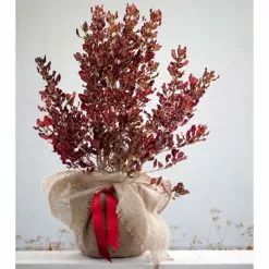 Coprosma Repens Pacific Sunset ('Jwncopps') | 2 Litre Pot