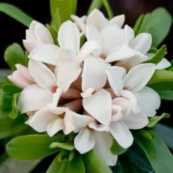 Daphne × Transatlantica Eternal Fragrance ('Blafra') (PBR) | 1.5L Pot