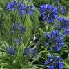 Agapanthus Midnight Star | 2 Litre Pot -Perennial Plants Sales Store PL30002226 c5c2