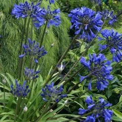 Agapanthus Midnight Star | 2 Litre Pot