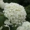Hydrangea Arborescens Annabelle | 10L Pot
