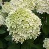 Hydrangea Paniculata Limelight (PBR) | 12L Pot -Perennial Plants Sales Store PL30002261 7f4f