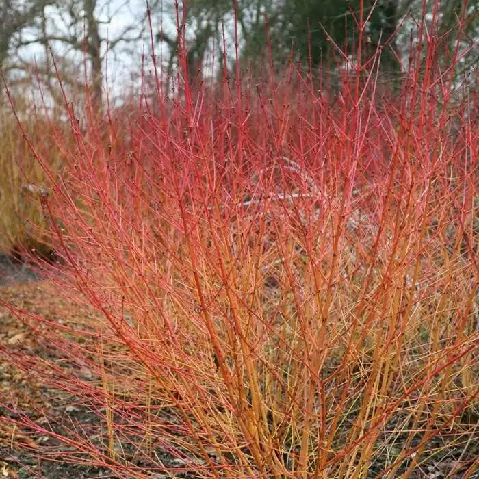 Cornus Sanguinea Midwinter Fire | 12L Pot 3 Cornus Sanguinea Midwinter Fire | 12L Pot