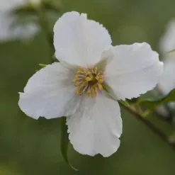Philadelphus Belle Étoile | 12 Lt Pot