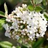 Viburnum × Burkwoodii | 12L Pot -Perennial Plants Sales Store PL30002279 1e3d