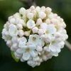 Viburnum × Carlcephalum | 12L Pot