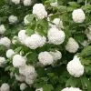 Viburnum Opulus Roseum | 12L Pot 2 Viburnum Opulus Roseum | 12L Pot -Perennial Plants Sales Store PL30002281 8c1f