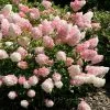 Hydrangea Paniculata Vanille Fraise ('Renhy') (PBR) | 12L Pot
