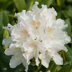 Rhododendron Cunningham's White | 12 Lt Pot