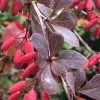 Berberis Thunbergii F. Atropurpurea | 12L Pot -Perennial Plants Sales Store PL30002301 ec93