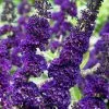 Buddleja Davidii Black Knight | 12L Pot -Perennial Plants Sales Store PL30002302 4bd5