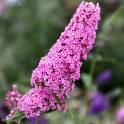 Buddleja Pink Delight | 10L Pot