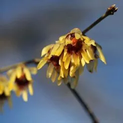 Chimonanthus Praecox | 12L Pot