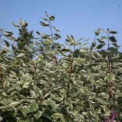 Cornus Alba Elegantissima | 12L Pot