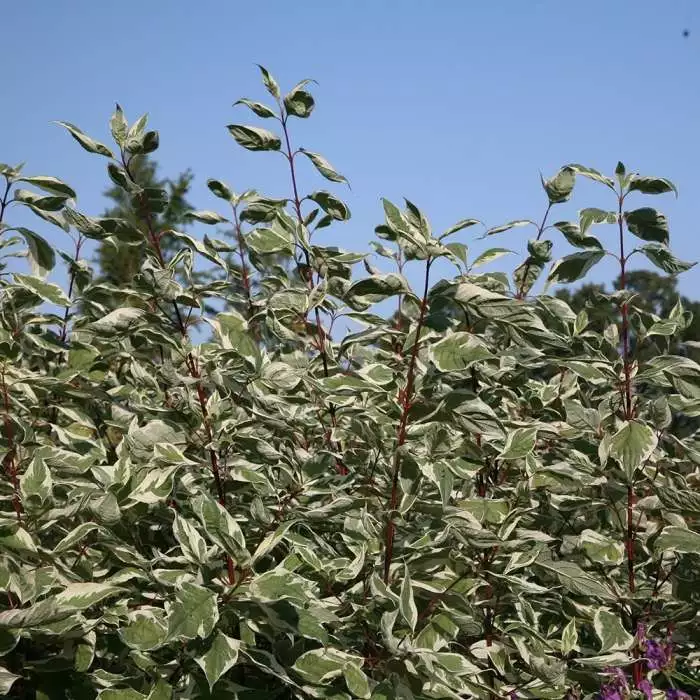 Cornus Alba Elegantissima | 12L Pot 3 Cornus Alba Elegantissima | 12L Pot
