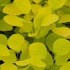 Cotinus Coggygria Golden Spirit ('Ancot') (PBR) | 12 Lt Pot