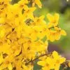 Forsythia × Intermedia Week End ('Courtalyn') | 12L Pot -Perennial Plants Sales Store PL30002307 b3d5