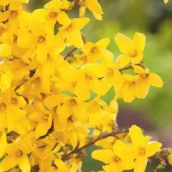 Forsythia × Intermedia Week End ('Courtalyn') | 12L Pot
