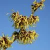 Hamamelis × Intermedia Pallida | 12L Pot -Perennial Plants Sales Store PL30002308 7af7