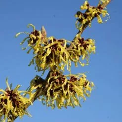 Hamamelis × Intermedia Pallida | 12L Pot