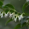 Sarcococca Confusa | 4.5L Pot -Perennial Plants Sales Store PL30002350 9cee
