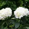 Hydrangea Macrophylla Zebra (PBR) (Black Steel Series) | 1.5L Pot -Perennial Plants Sales Store PL30002387 bcb8