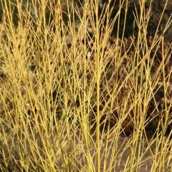 Cornus Sericea Budd's Yellow | 7.5L Pot