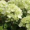 Hydrangea Paniculata Bombshell (PBR) | 2L Pot -Perennial Plants Sales Store PL30002469 7b00