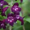 Penstemon Pensham Plum Jerkum (Pensham Series) | 2 Litre Pot -Perennial Plants Sales Store PL30002489 d4ae