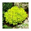 Berberis Thunbergii Tiny Gold (PBR) | 2L Pot