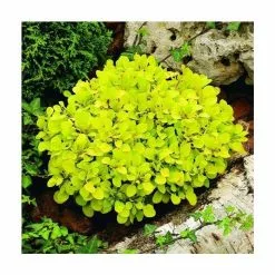 Berberis Thunbergii Tiny Gold (PBR) | 2L Pot