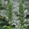 Acanthus Mollis (Latifolius Group) Rue Ledan | 2 Litre Pot