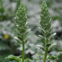 Acanthus Mollis (Latifolius Group) Rue Ledan | 2 Litre Pot