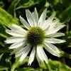 Echinacea Purpurea Virgin (PBR) | 2 Litre Pot -Perennial Plants Sales Store PL30002572 d2e0