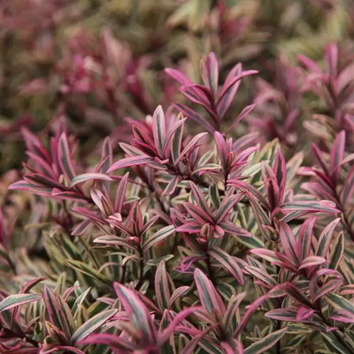 Hebe Heartbreaker (PBR) | 2 Litre Pot 3 Hebe Heartbreaker (PBR) | 2 Litre Pot