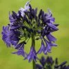 Agapanthus Northern Star (PBR) | 2L Pot -Perennial Plants Sales Store PL30002748 5d07