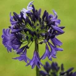 Agapanthus Northern Star (PBR) | 2L Pot