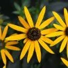 Rudbeckia Fulgida Little Goldstar (PBR) | 2L Pot -Perennial Plants Sales Store PL30002812 38b0
