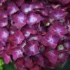Hydrangea Macrophylla Hot Red ('Agrihydradrie') (PBR) | 2L Pot -Perennial Plants Sales Store PL30002824 a51c
