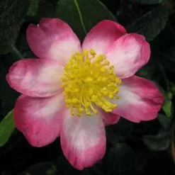 Camellia Sasanqua Rainbow | 1.5 Litre Pot