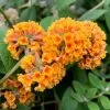 Buddleja X Weyeriana Sungold | 2 Litre Pot