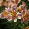 Alstroemeria Junon (Planet Series) | 2L Pot