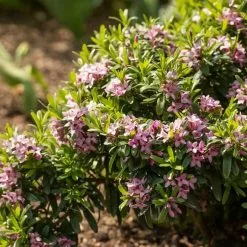Daphne × Transatlantica Pink Fragrance ('Blapink') (PBR) | 1.5L Pot