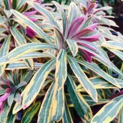 Euphorbia × Martini Ascot Rainbow (PBR) | 2L Pot